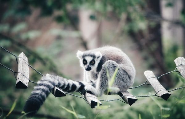 Gifts for the Lemur Obsessed
