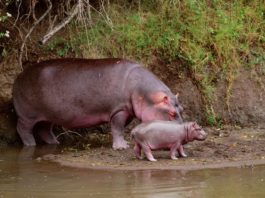Hippopotamus Gifts