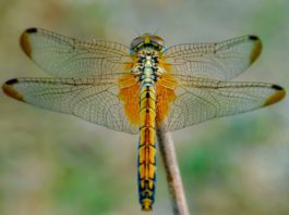 Dragonfly Gift Ideas