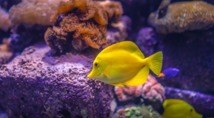 Best Fish Finder Under $200